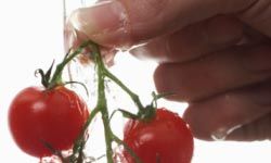 樱桃西红柿营养丰富，味道鲜美，是一口大小的最爱。请查看更多传家宝西红柿图片。