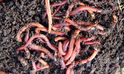 Composting is an old method that works, so why change it?