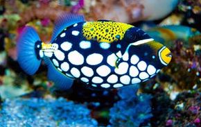 The triggerfish may be one of the best fish dancers with forward and backward moves.