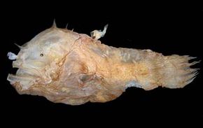 After much debate, the male anglerfish is named the world's smallest fish.