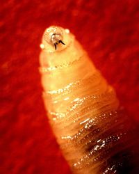 The screwworm larvae can burrow into wounds on animals and humans alike.