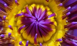 Lotus flower shot with macro lens