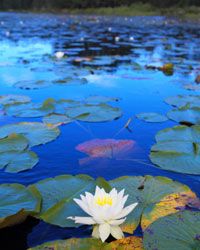 Water lily in foreground floating on pondscape