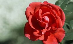 Close up of fully-blooming red rose