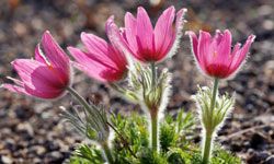 Pasque flowers shot with backlighting 