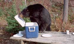 Brown Teddy Bear Sits by the Lake with a Fishing Rod and Catches