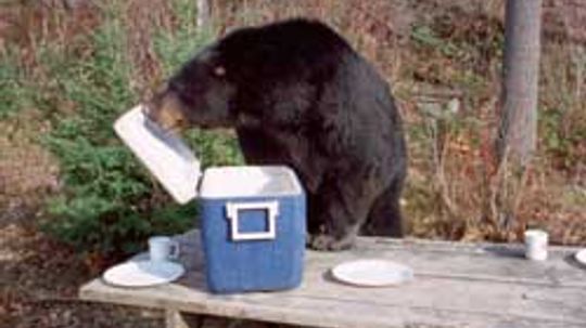 10 Ways to Attract Bears to Your Campsite