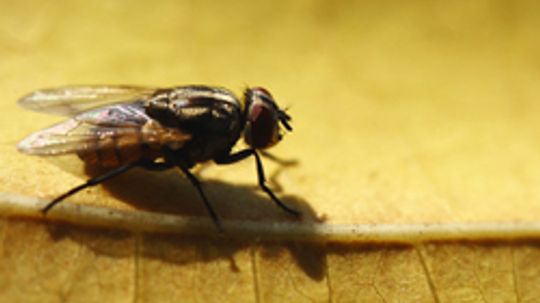 5 Ways to Control Fly Breeding Sites