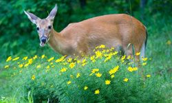 You can use aluminum foil to protect your plants and shrubs from deer.
