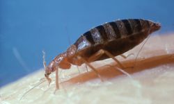 A bed bug can easily survive a summer without human prey.