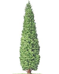 Leyland cypress