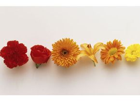 Warm-colored flowers
