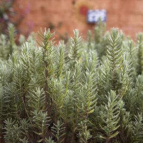 Rosemary, with its abundant, tiny leaves, is a fine-textured plant.