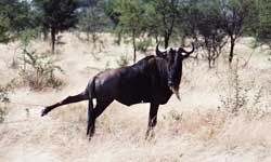 African mammal wildlife outdoors.