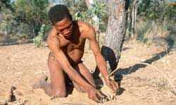 A bushman in South Africa sets a snare to catch wildlife.