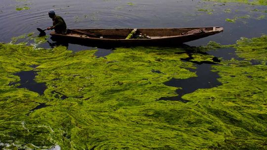 5 Ways to Use Algae for Fuel