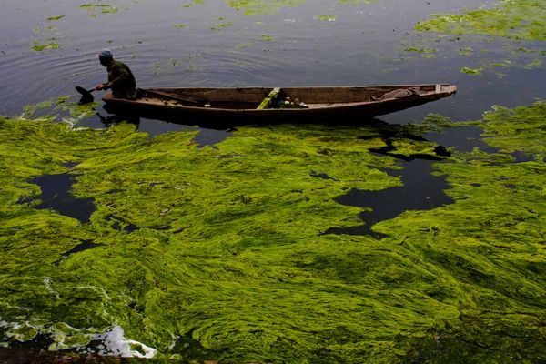 A Kashmiri boatman removes algae from Dal Lake on March 31, 2012 in Srinagar, the summer capital of Indian administered Kashmir, India.