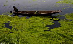 A Kashmiri boatman removes algae from Dal Lake on March 31, 2012 in Srinagar, the summer capital of Indian administered Kashmir, India.