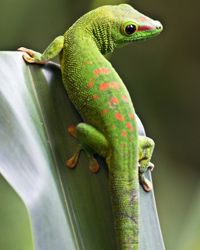 This gecko might teach us how to walk on walls.