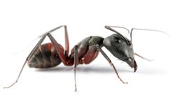 Could ants help us design navigation systems for robots?
