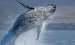 This humpback can't fly, but its fins might help us take to the skies.