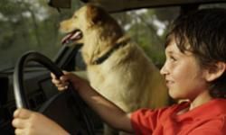 It's not a good idea to let your dog ride in the front seat. It's also not a good idea to have your eight-year-old son do the driving. See more pet pictures.