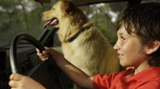 5 Ways to Keep Your Pet Entertained on a Long Car Trip