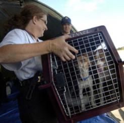 Dog in crate