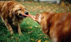 Dogs playing