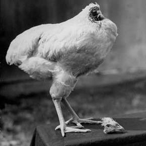 Following a non-lethal decapitation, Mike the headless chicken lived for 18 months. Seen here about one month after his beheading, Mike poses with his severed head.