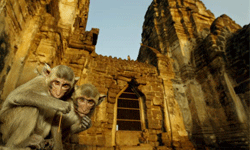 Monkeys sit in front of the Phra Prang Sam Yot temple in Thailand.