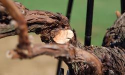 close-up of grapevine that has just had a branch cut off