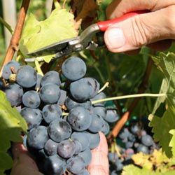 cluster of wine grapes being cut off a vine