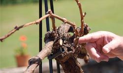 finger pointing to a grapevine that has just been pruned