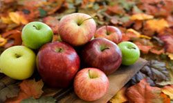 秋天的馈赠包括各种形状、大小、颜色和口味的苹果。