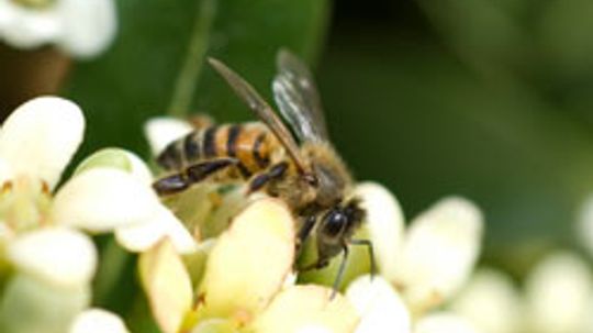 你可以用蜂蜜做的十大东西”border=