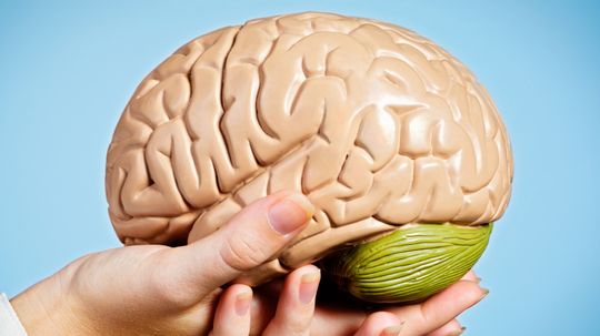 5 Things You Didn’t Know About Donating Your Brain to Science