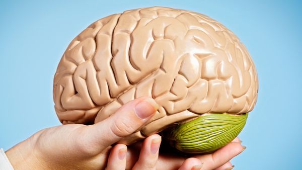 5 Things You Didn't Know About Donating Your Brain to Science