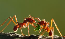 Leafcutter Ants, Costa Rica. Want to see more? Check out our insects and biodiversity pictures!