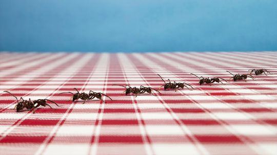 5 Tips to Keep Ants Away From Pets