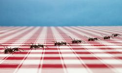 You know there's a formic acid trail in your house if you see a large number of ants following exactly the same path along walls and ceilings -- a path that usually terminates at a food source.