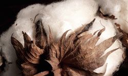 Choosing a breathable, absorbant natural fiber (like cotton) can make a huge difference in your comfort (and odor) level.