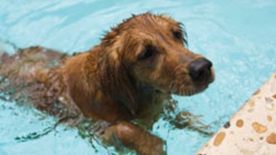 5 Old-Fashioned Cleaning Tips for Carpets, Rugs and Floors