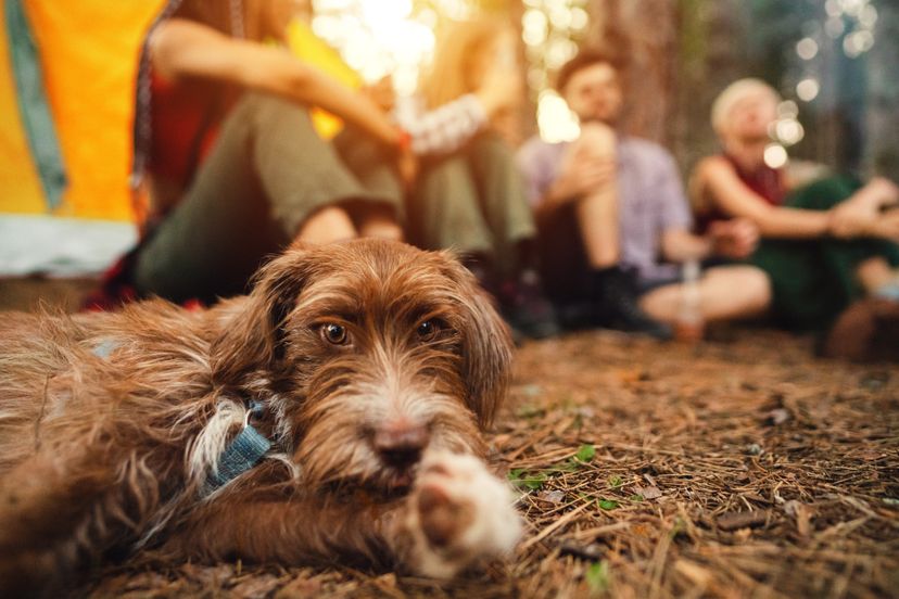 5 Tips for Family Camping with the Dog