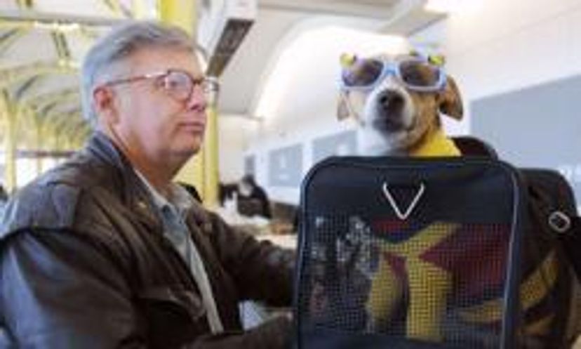 Tips for Flying with a Pet Quiz