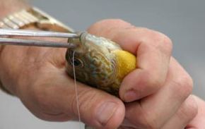 5 Tips for Removing Fish Hooks