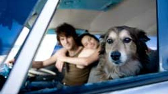在车里带宠物旅行的5大安全提示＂border=