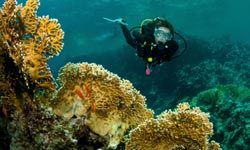 If you want to try scuba diving, you'll need the proper certification.