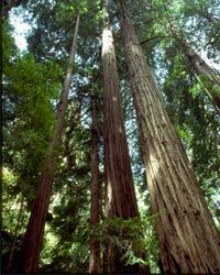 coastal redwood trees in Muir Woods National Monument in California