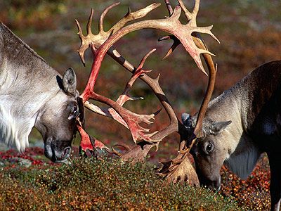 battling caribou